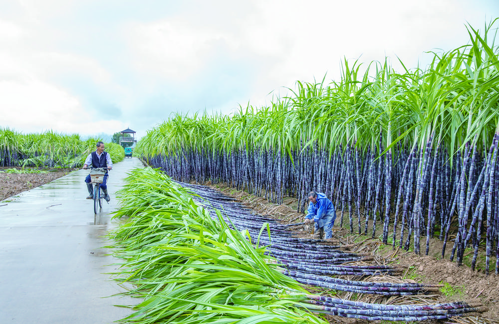 女埠街道汇潭村,是兰溪传统的甘蔗主产地.