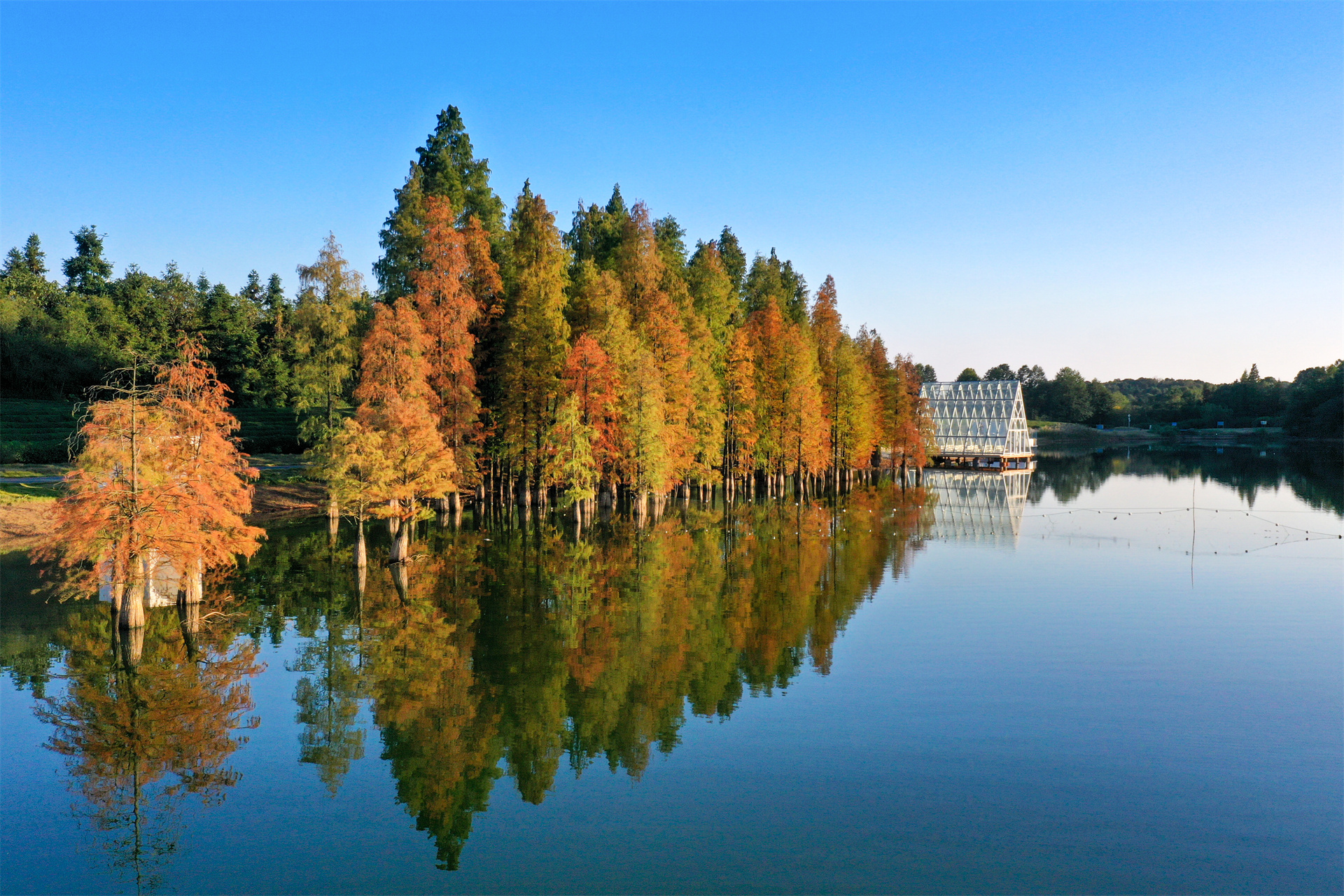 靓丽风景——初冬的水杉美如霞
