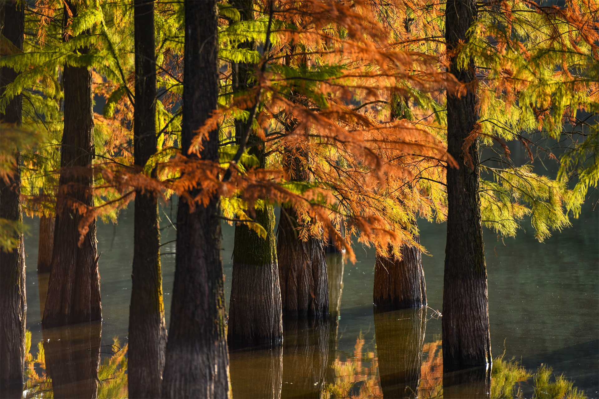 靓丽风景——初冬的水杉美如霞