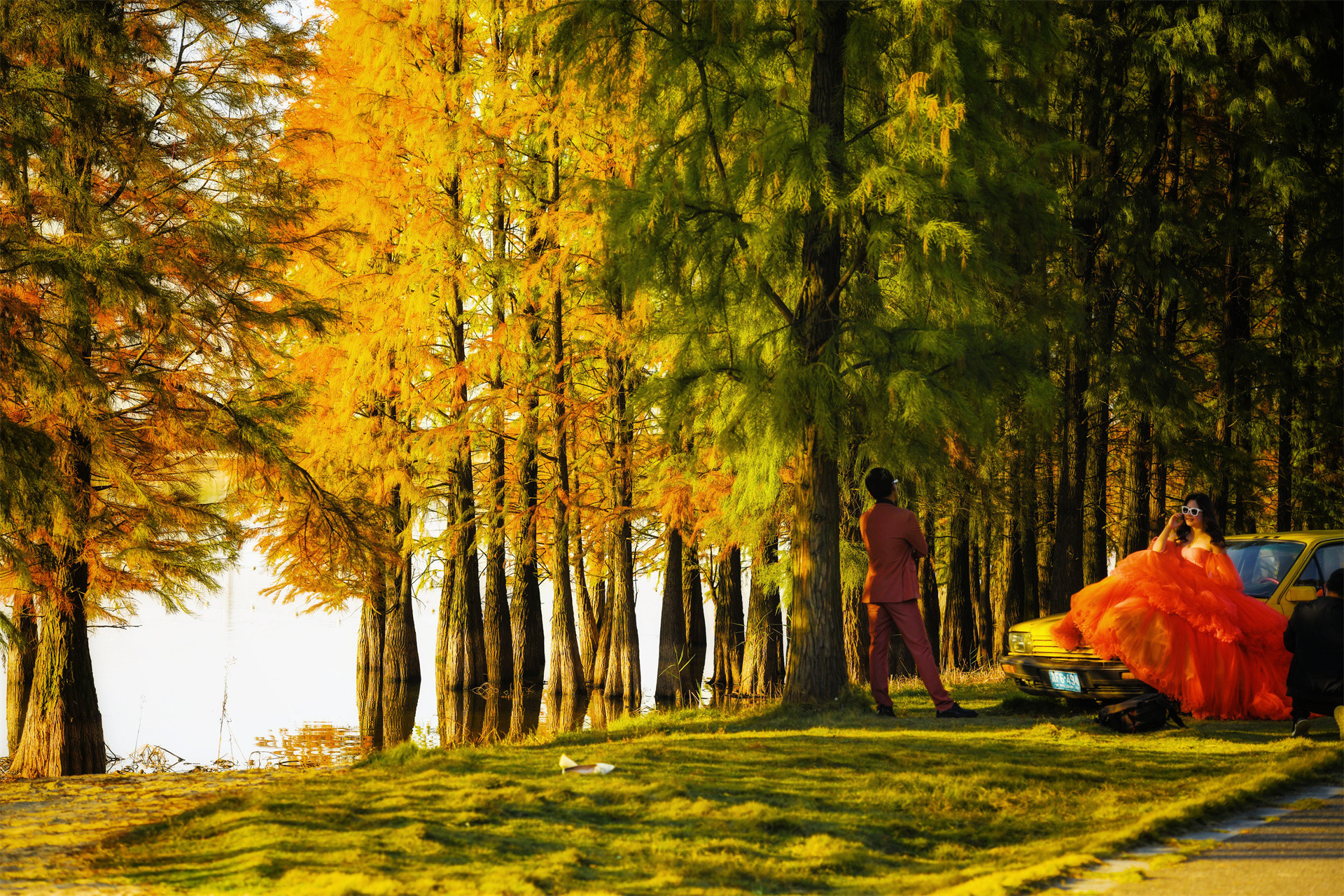 靓丽风景——初冬的水杉美如霞