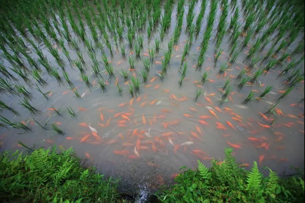整版人民日报这样点赞青田稻鱼共生