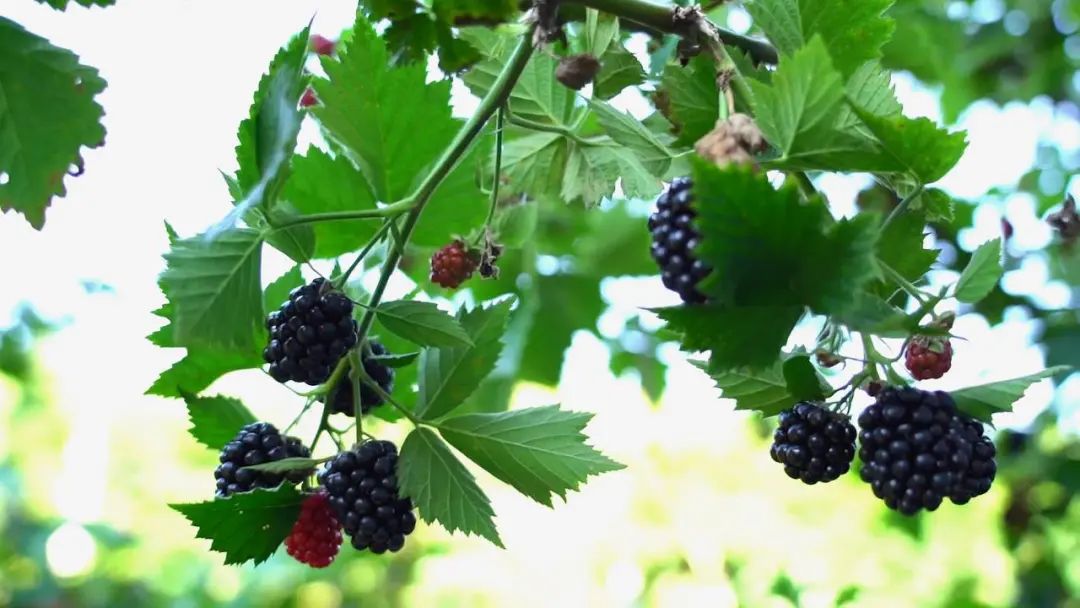 一斤30元保加利亚国宝级水果上市