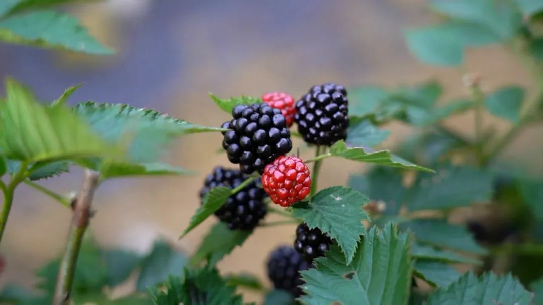 一斤30元保加利亚国宝级水果上市