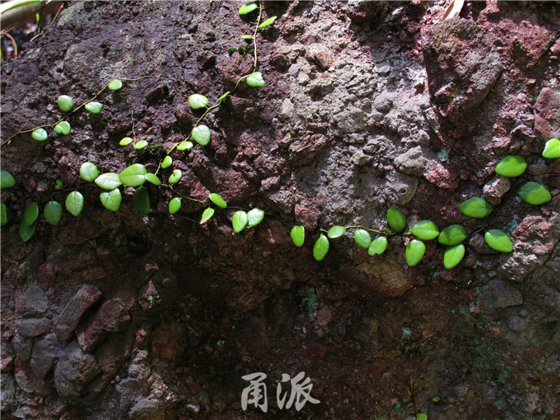 12—抱石莲,水龙骨科(中药名:抱石莲;药用部位:全草;药效:清热解毒