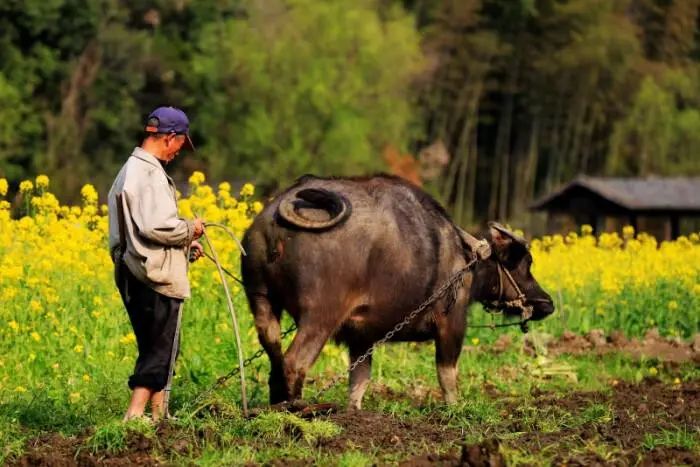 出 有一種動物的地位一直很高 心懷感恩的儒雅洋村人 給耕牛放假一天