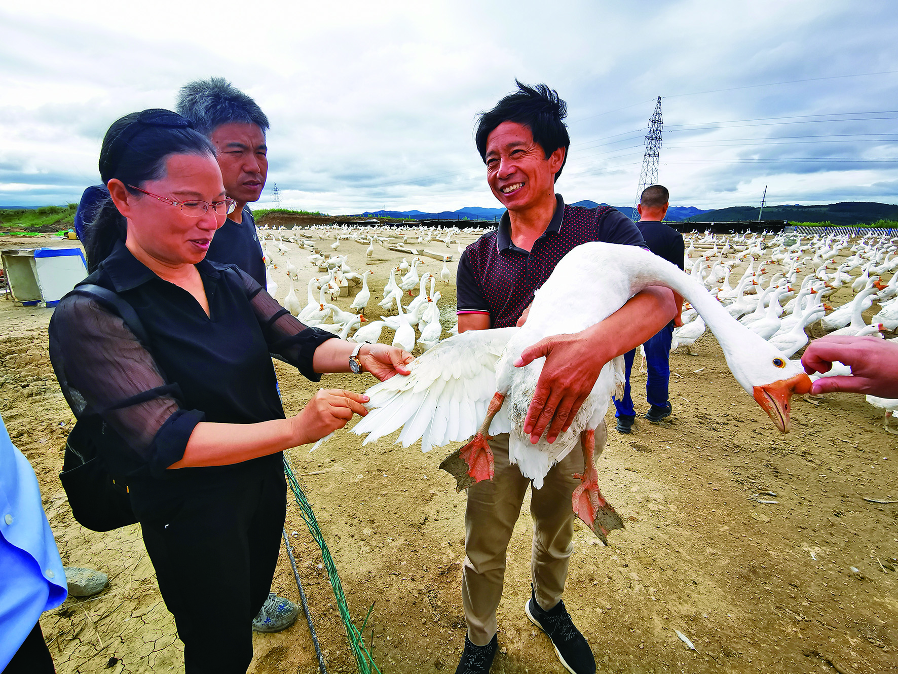 象山的4000多羽