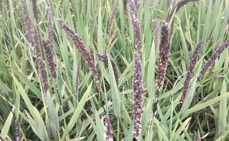 农民丰收节 竹稻米熟了