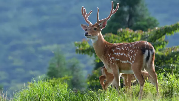 浙江12种重点珍稀濒危野生动物,4种在宁波有分布