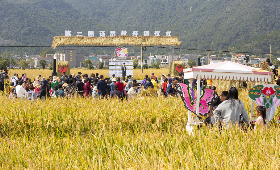 汤岙音乐稻香节来了