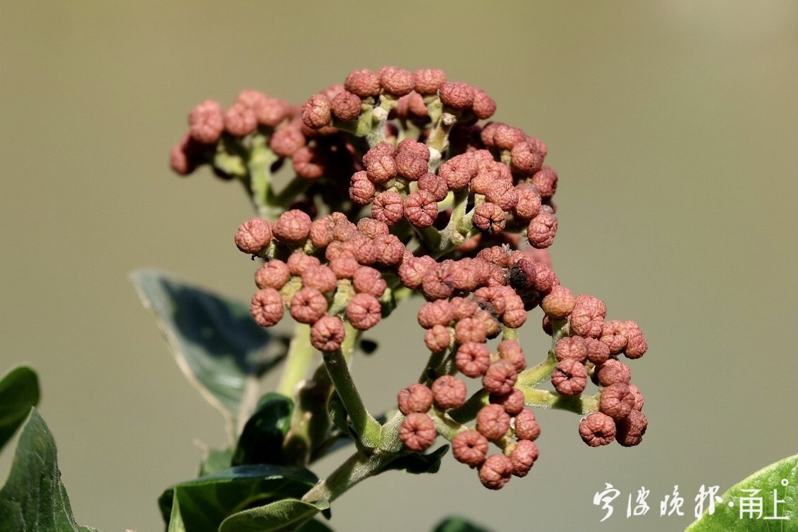 茱萸長什麼樣,你見過嗎?