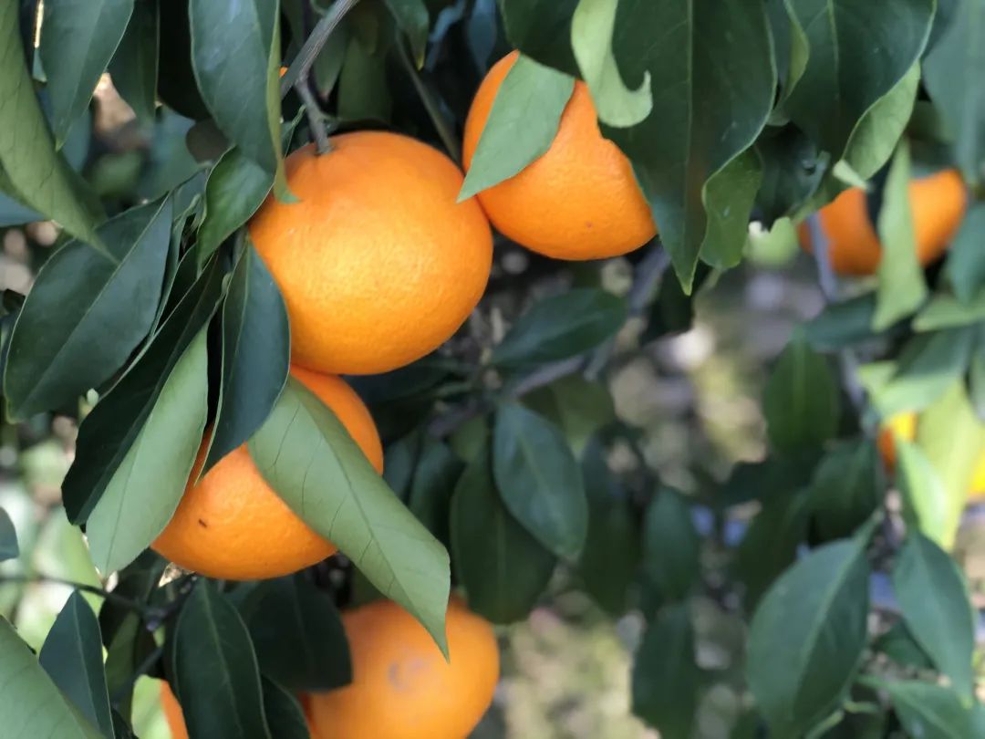 象山红美人每一口都让人心动