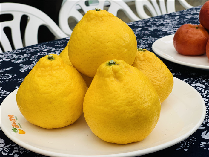 图文直播|今天,象山柑橘"四大美人"惊艳亮相