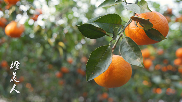 橙美人.jpg