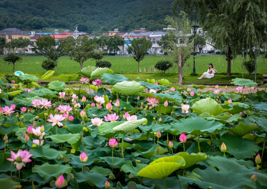 梅花,櫻花,油菜花……象山四季賞花攻略來了!