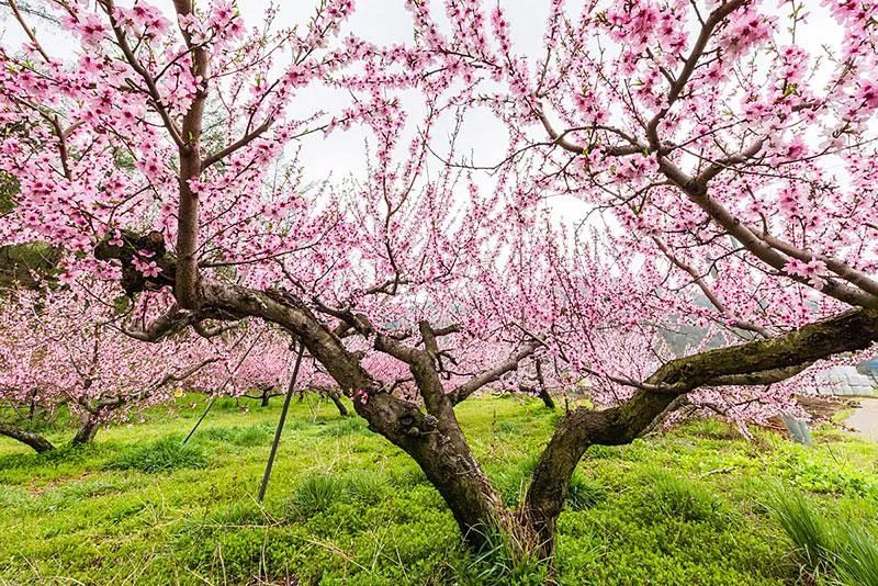 踏青赏花好时光,在象山与花儿来一场春日邂逅!