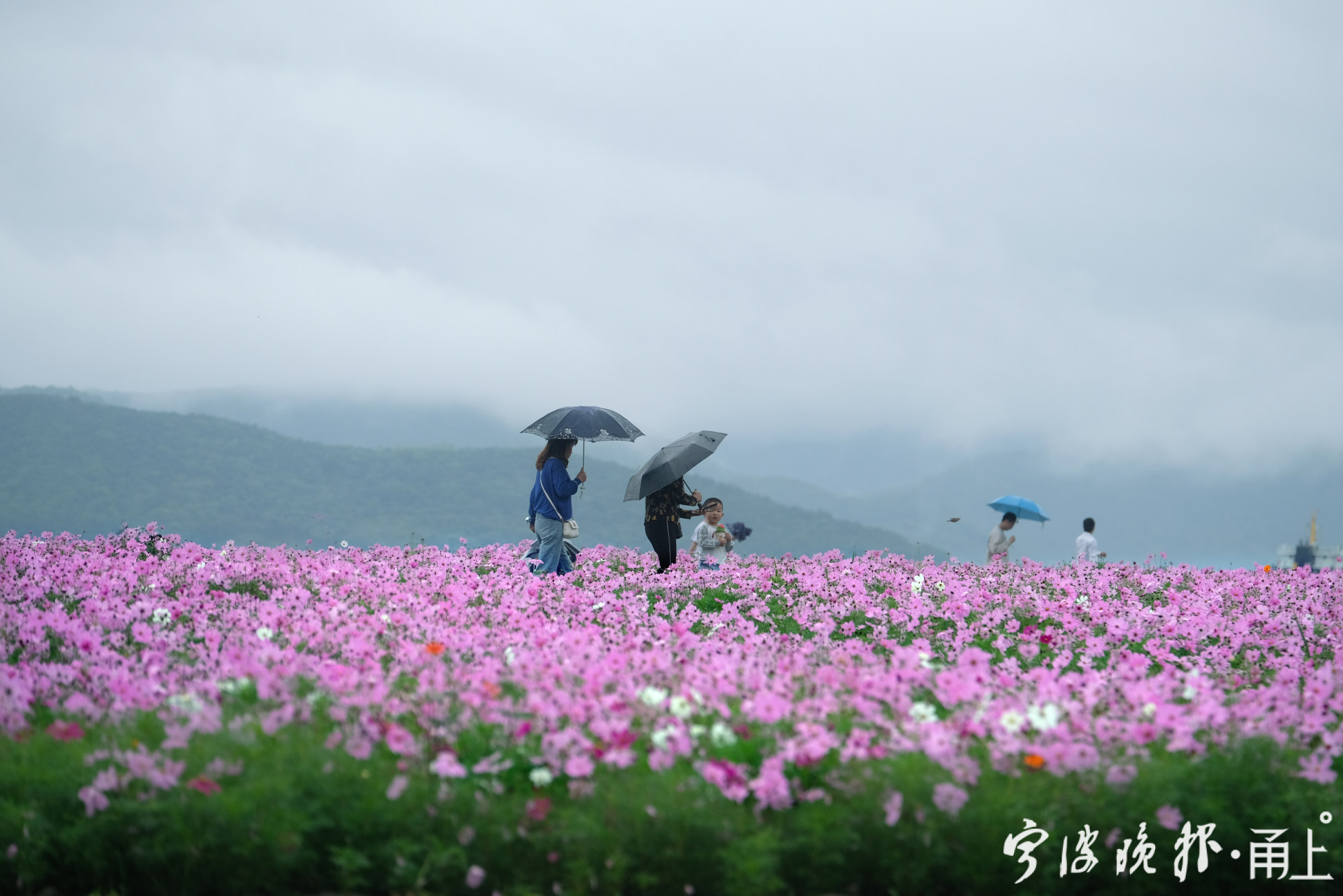 据该镇农办负责人介绍,这片花海位于咸祥观海的黄金位置——鹰龙地块.