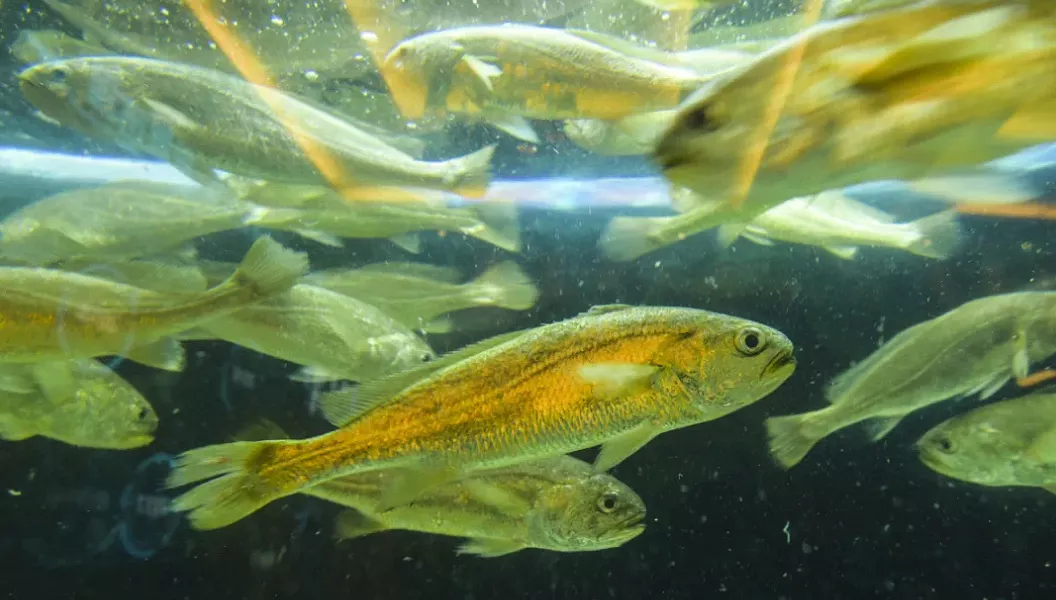 每公斤100元!象山规模化人工养殖小黄鱼"游上"餐桌 -象山新闻门户网站