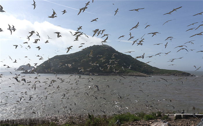 韭山列岛今年成功孵化22只神话之鸟昨天岛上198只燕鸥幼鸟集体上户口