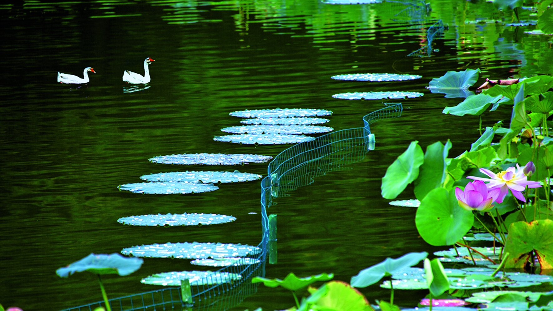 荷塘故事 张为民.jpg