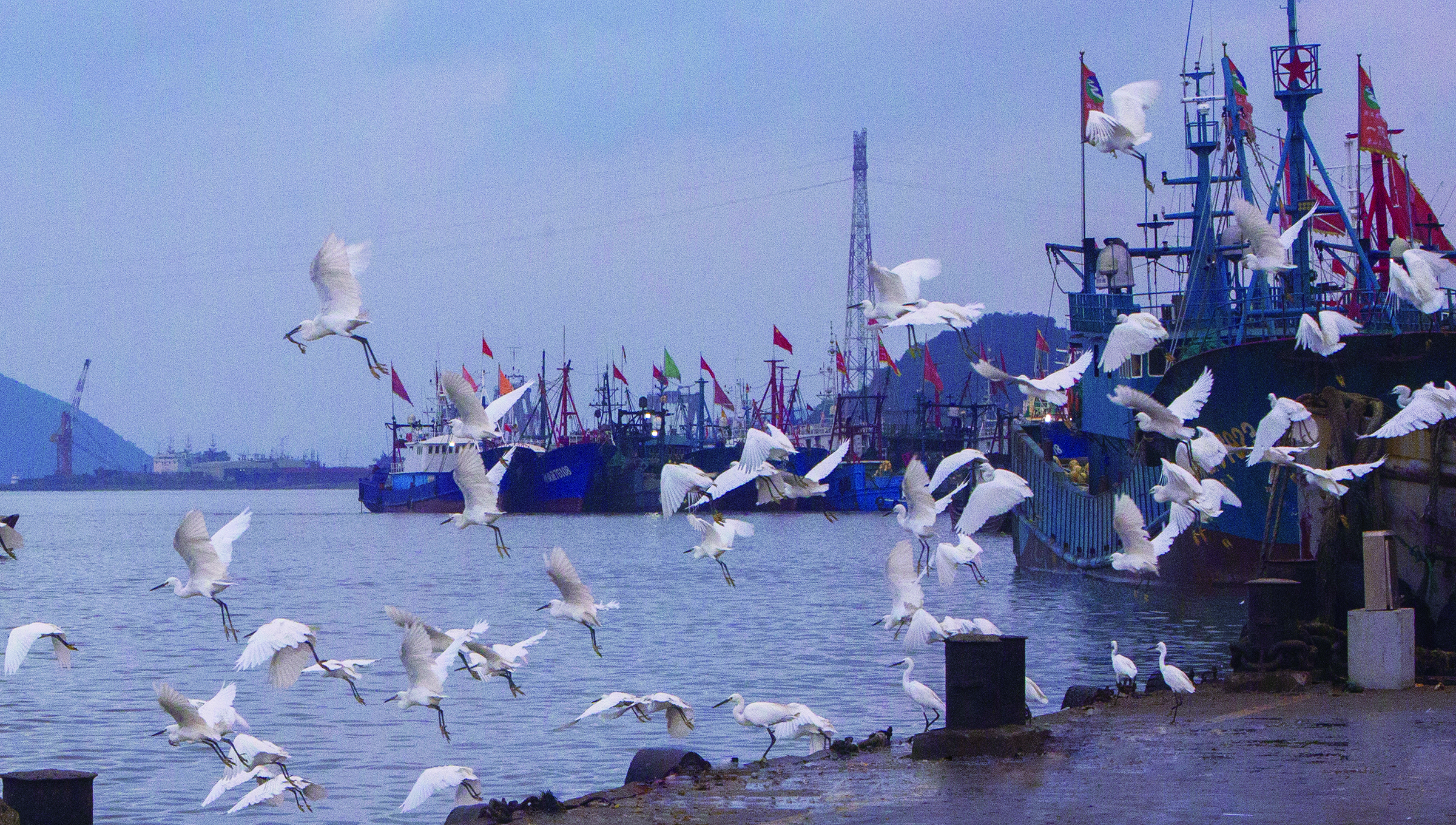 秋日渔港白鹭飞 -象山新闻门户网站