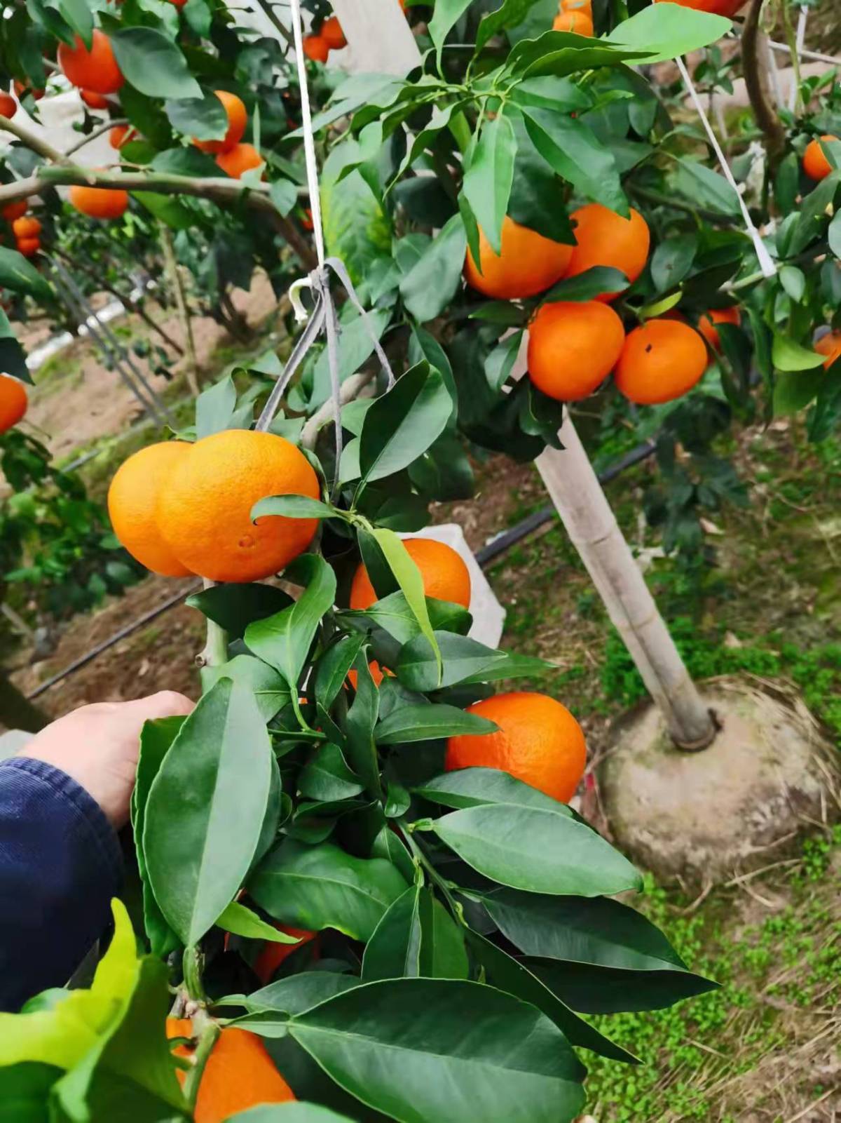 象山红美人热销,什么样的果子称得上优秀?