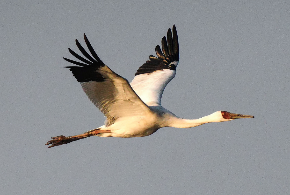 国家一级保护鸟类首次飞临象山湿地
