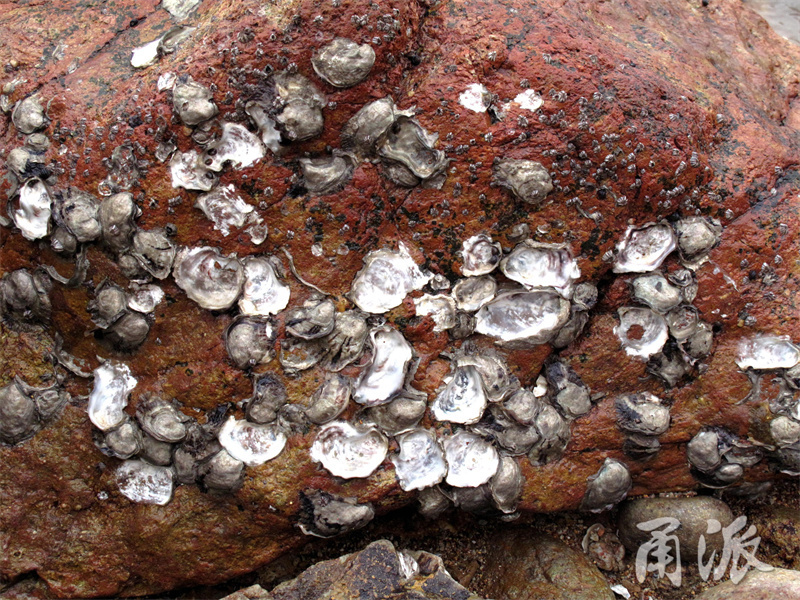 我下到海边,沿着潮间带向大海方向行进,礁石上出现的海蚀岩石让我慢下