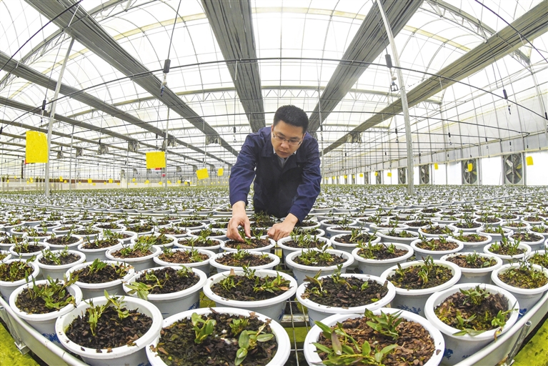 白姆乡寿仙谷药业生产基地里,工作人员正在智能温室大棚里种植铁皮