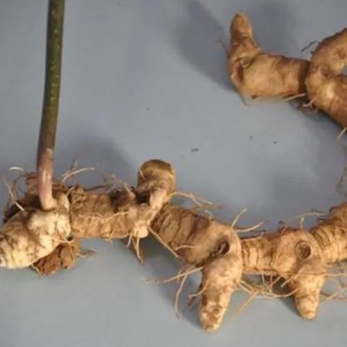 万元大奖等你拿县中药材武七味标识作品有奖征集