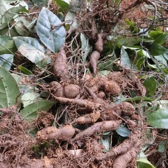 万元大奖等你拿县中药材武七味标识作品有奖征集