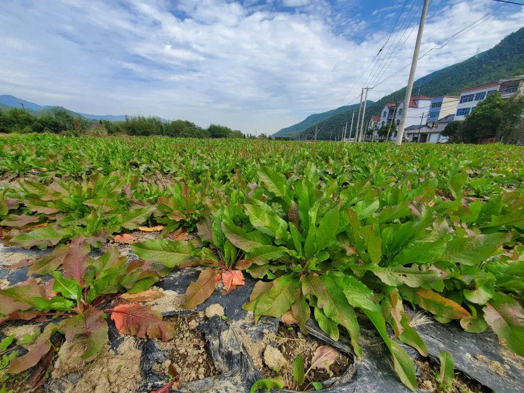 食叶草一次栽培可以几十年不用再种,寿命长,也被称为"长寿草",年亩产