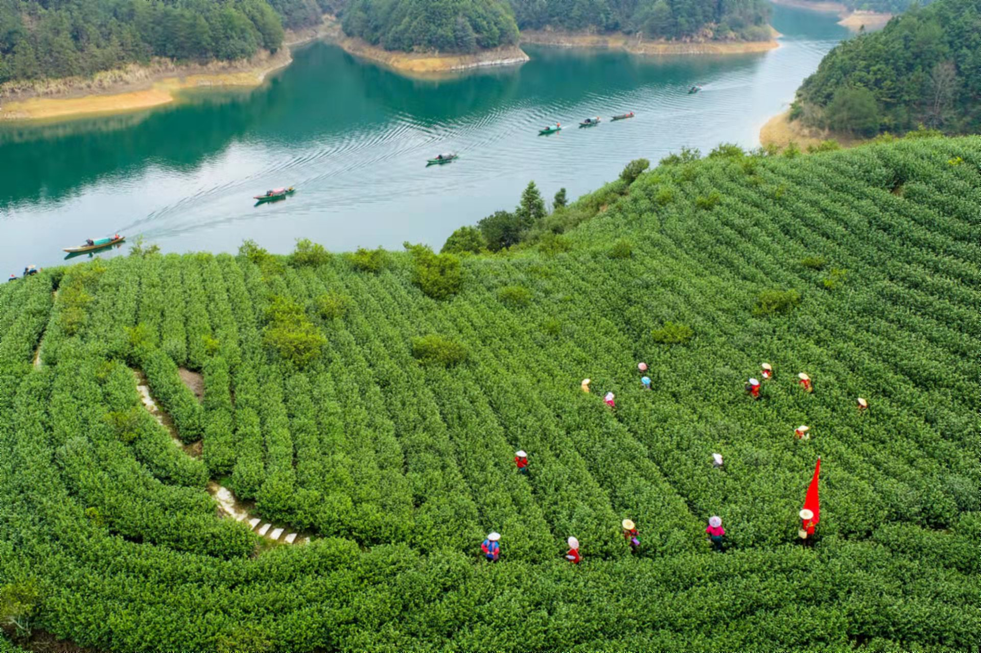 茶园图片真实照片最美图片