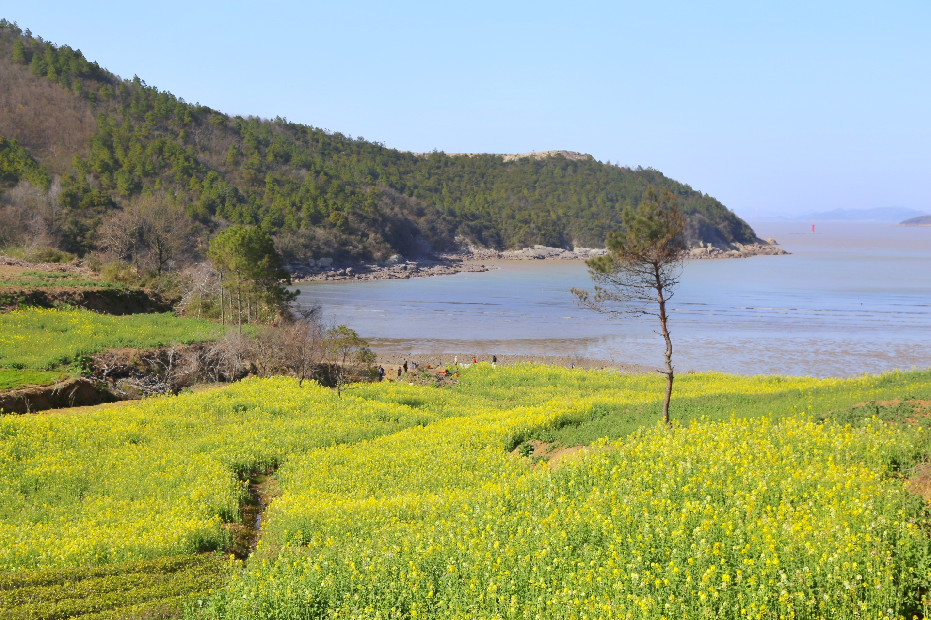 宁波市涂茨镇百亩油菜花田扮靓美丽城镇