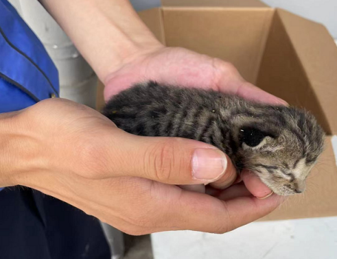 队员莫鹏程,田孝川接到求助后,第一时间赶到现场,根据商家的指引,开始
