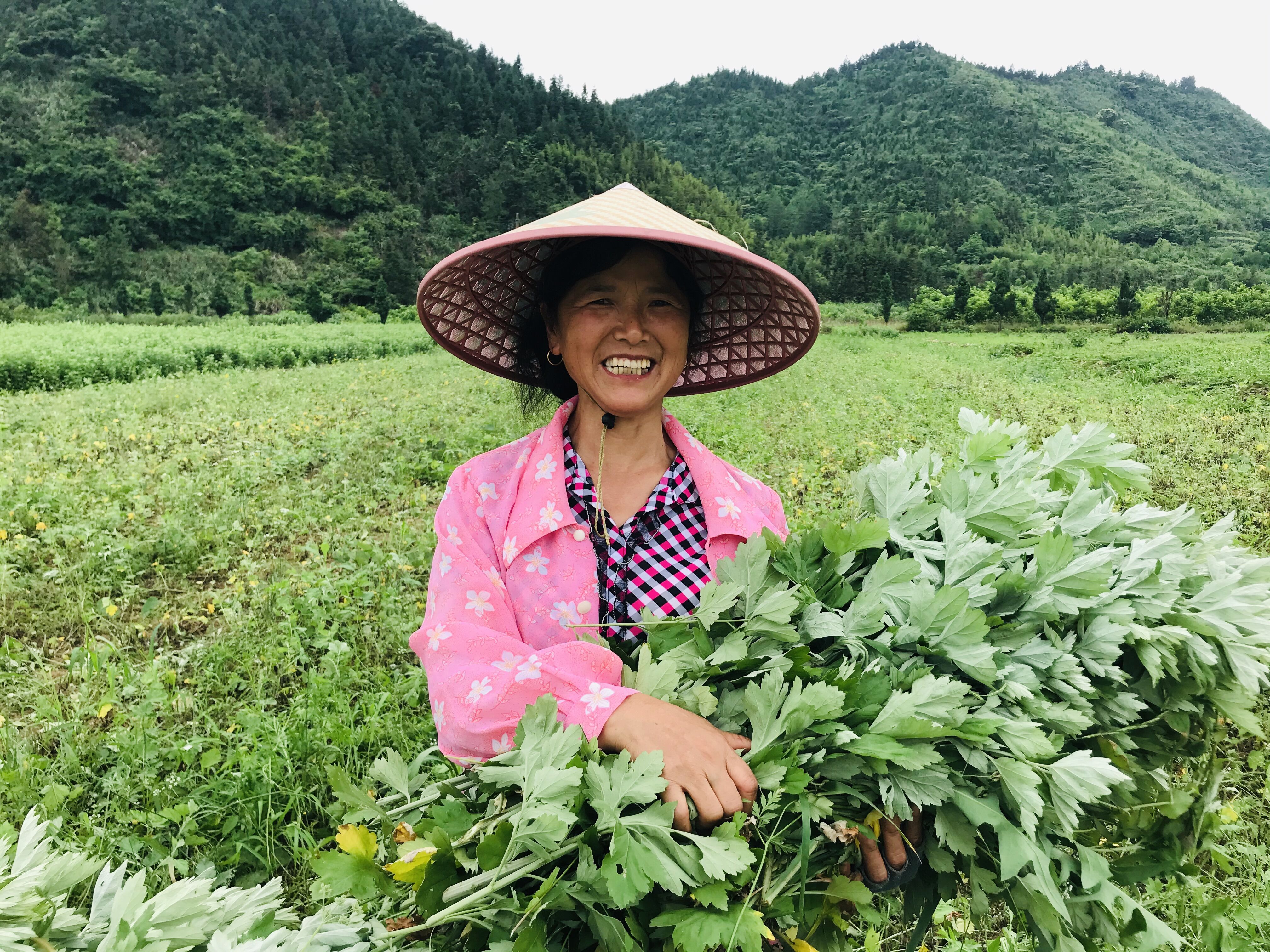 發展艾草產業助農增收致富,開化池淮鎮篁岸村讓村民在家門口實現致富