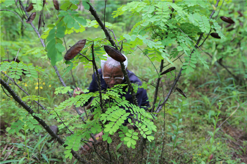 在斗米虫基地,胡兴龙向记者介绍,经过两年多的精心培育,现在,胡兴龙