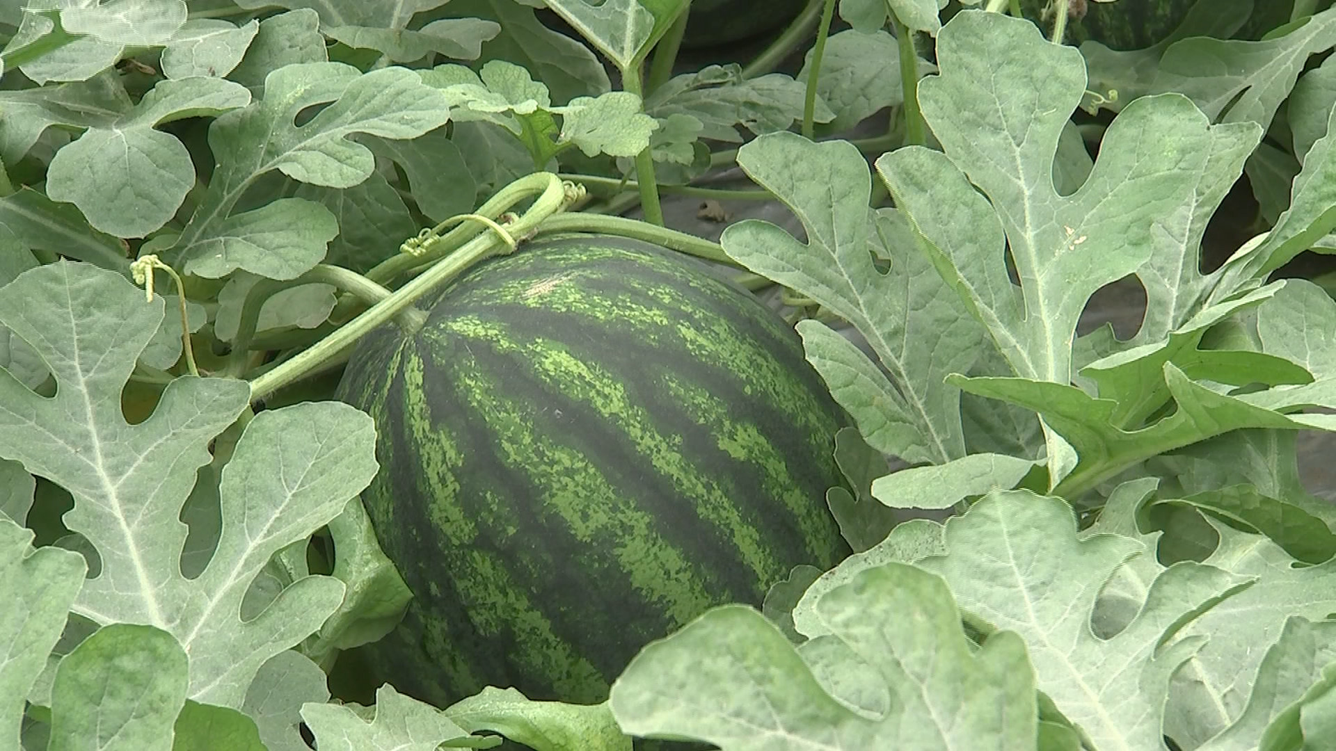 平湖马铃瓜开卖,新品种即将上线!-今平湖