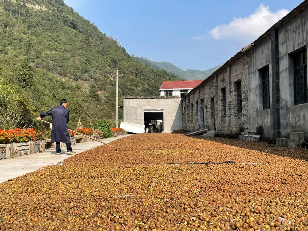 这些天,石笕乡家家户户都忙着采摘"黄金果"