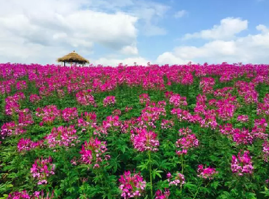 杭州餘杭·大徑山花海