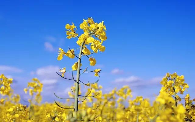 萧山这片400亩油菜花正盛开很少有人知道