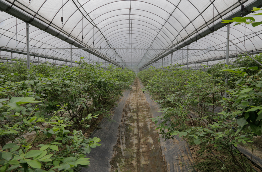 山东泰安蓝莓种植基地图片