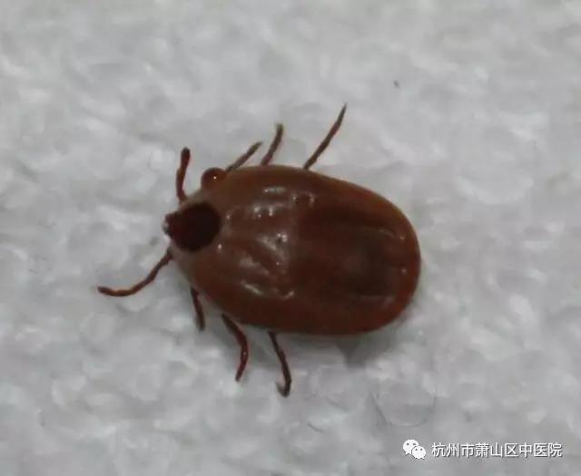 萧山女子被蜱虫咬伤!医生提醒:一旦被咬,切勿硬拔!