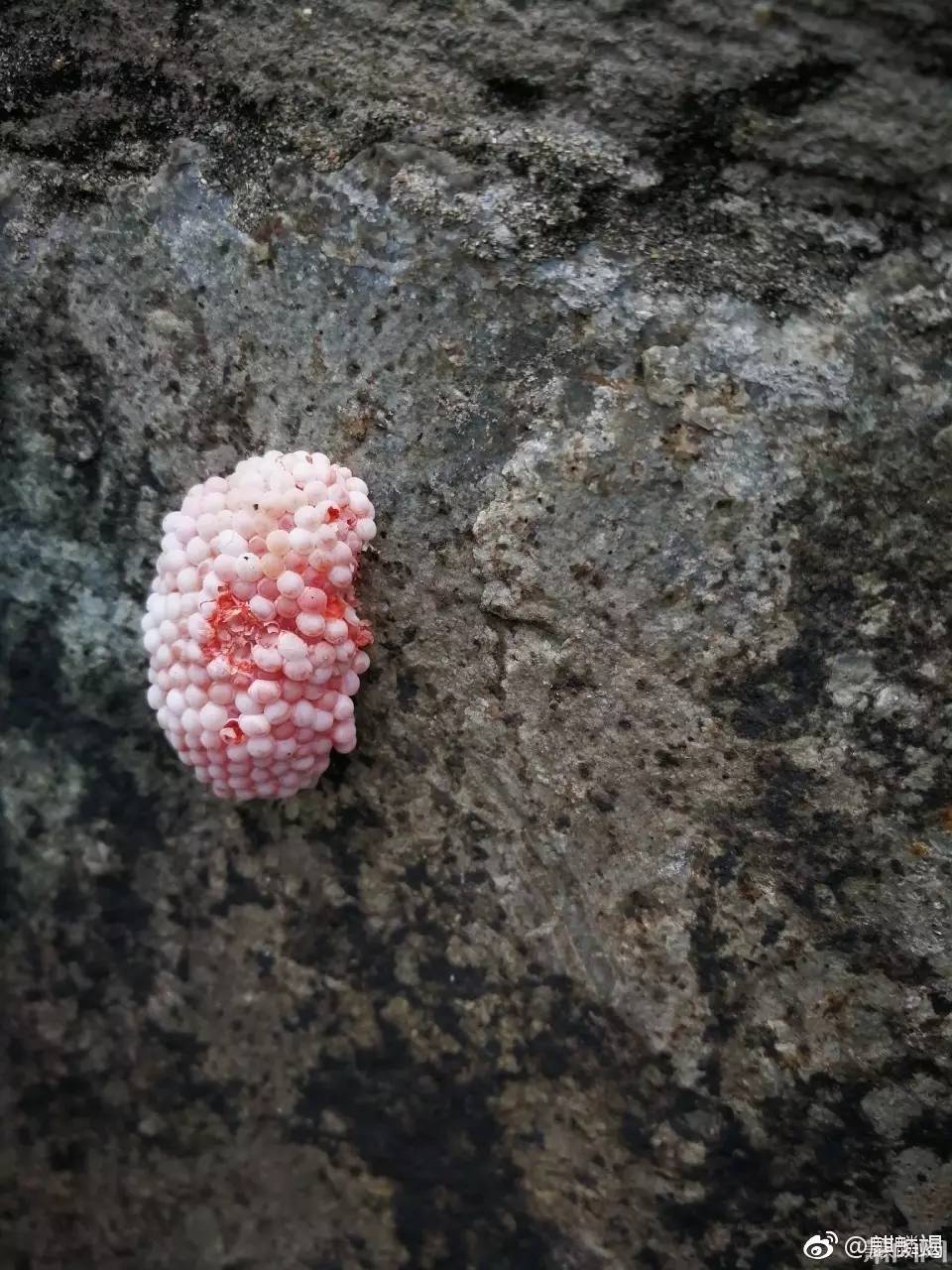 华中和西南地区14个省市严重的生态破坏,其也是广东管圆线虫等寄生