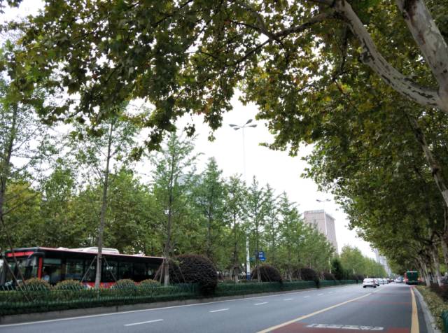 金秋大杭州这15条道路白天不扫落叶请你随意拍拍拍