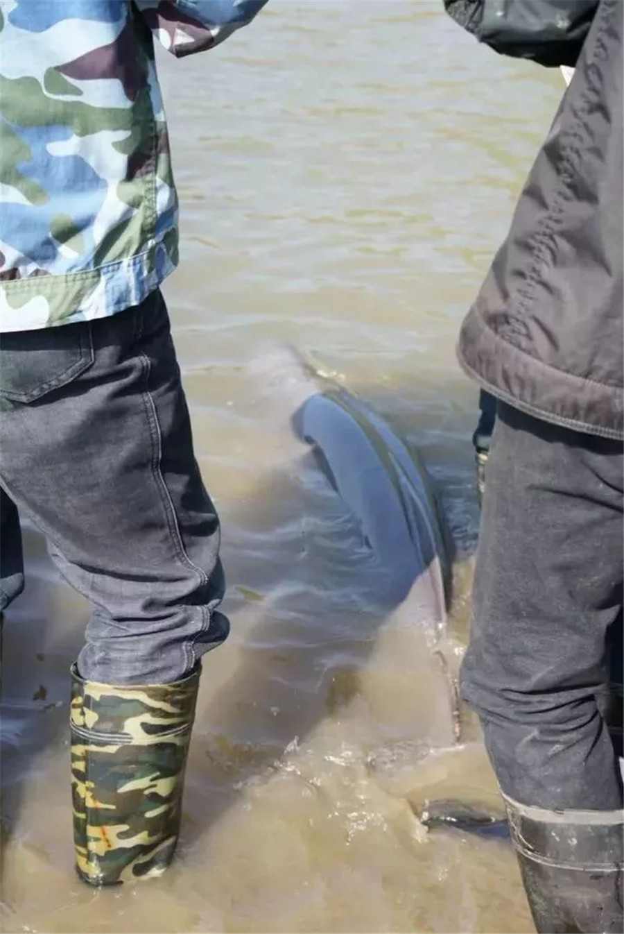 义桥渔民在钱塘江捞上来一个江豚