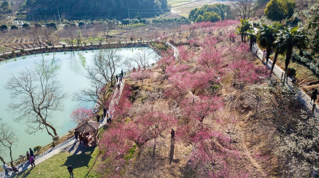 进化镇吉山梅园