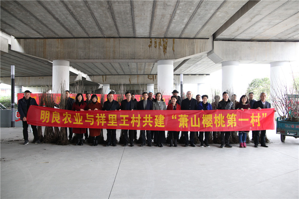 3月6日,在镇领导的见证下,杭州明良农业科技有限公司将2000余株樱桃树