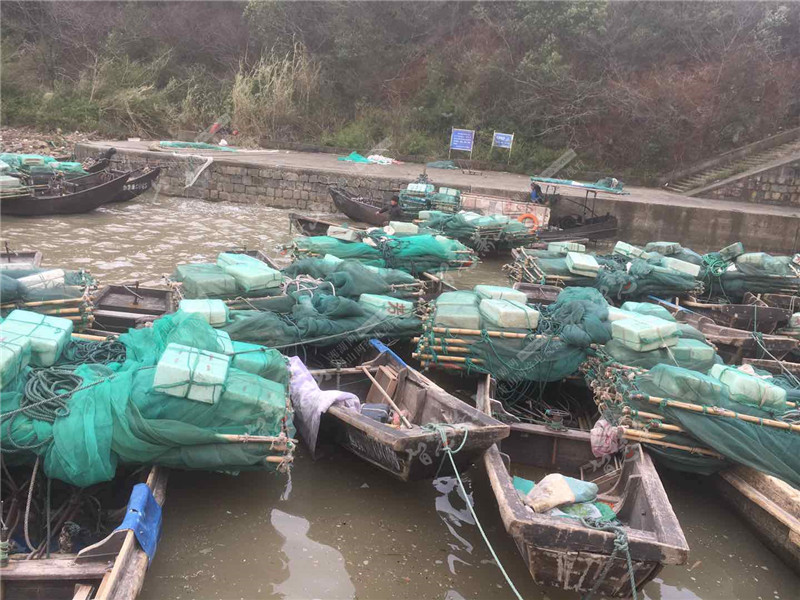 今年鳗苗捕捞量减少 价格上涨