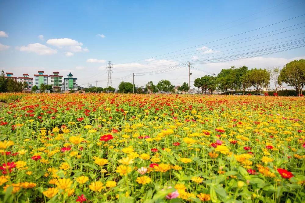萧山东片新晋网红花海来了!