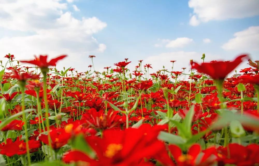 萧山东片新晋网红花海来了!